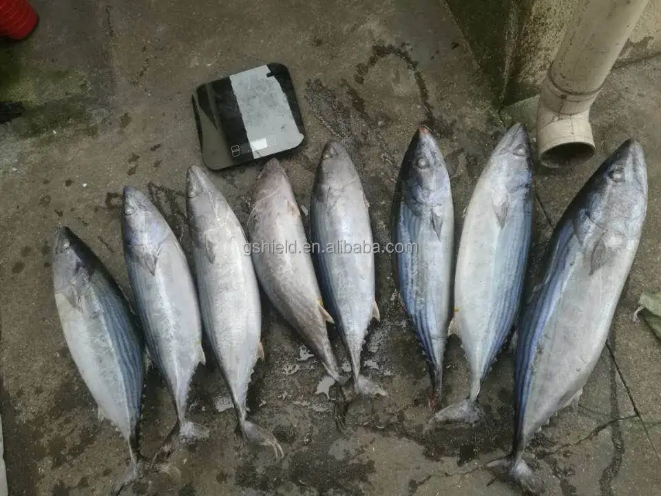 2019 new coming oriental bonito/ striped bonito / bonito tuna fish low price good quality