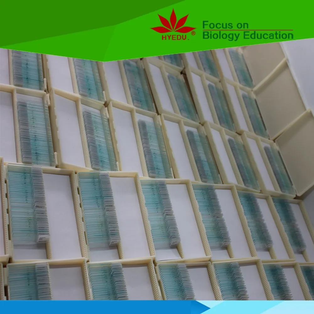 eggplant and fruit diseases prepared microscope botany pathology slides for research