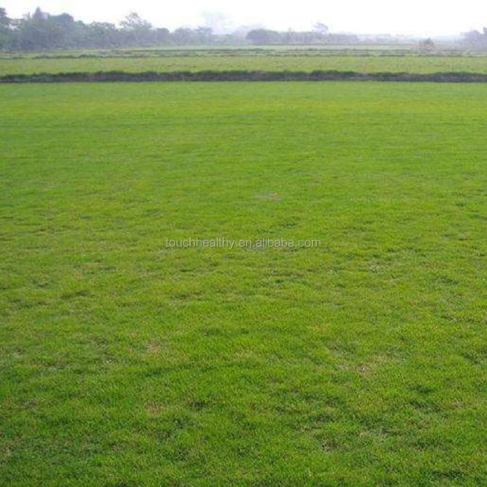 
2021 Unhulled coated Bermuda grass lawn seeds turfgrass seeds for sales 
