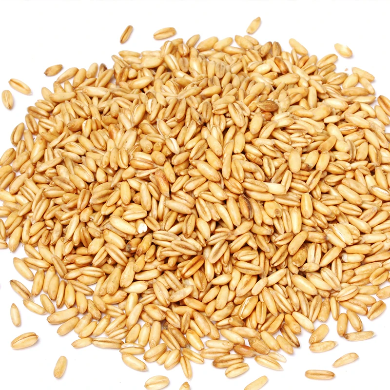 
Oats seeds 