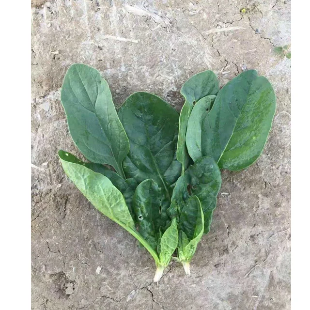 
Suntoday Green fast grow heat tolerant spinach seed planter 1kg/bag 