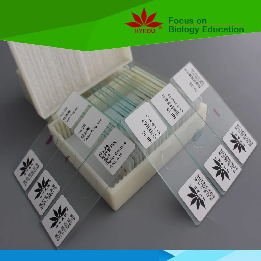 eggplant and fruit diseases prepared microscope botany pathology slides for research