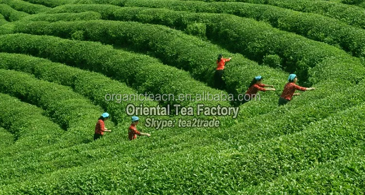 
Japanese wholesale private label matcha green tea powder Oriental Tea manufacturer supervise 