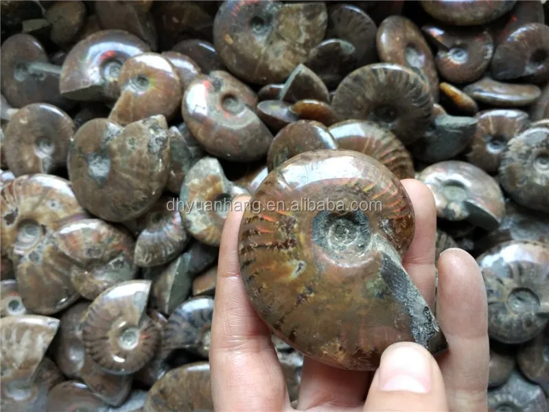 Gleamy Natural Ammonite Fossil, Rainbow Polished Jade Pattern Ammonite Fossil Madagascar