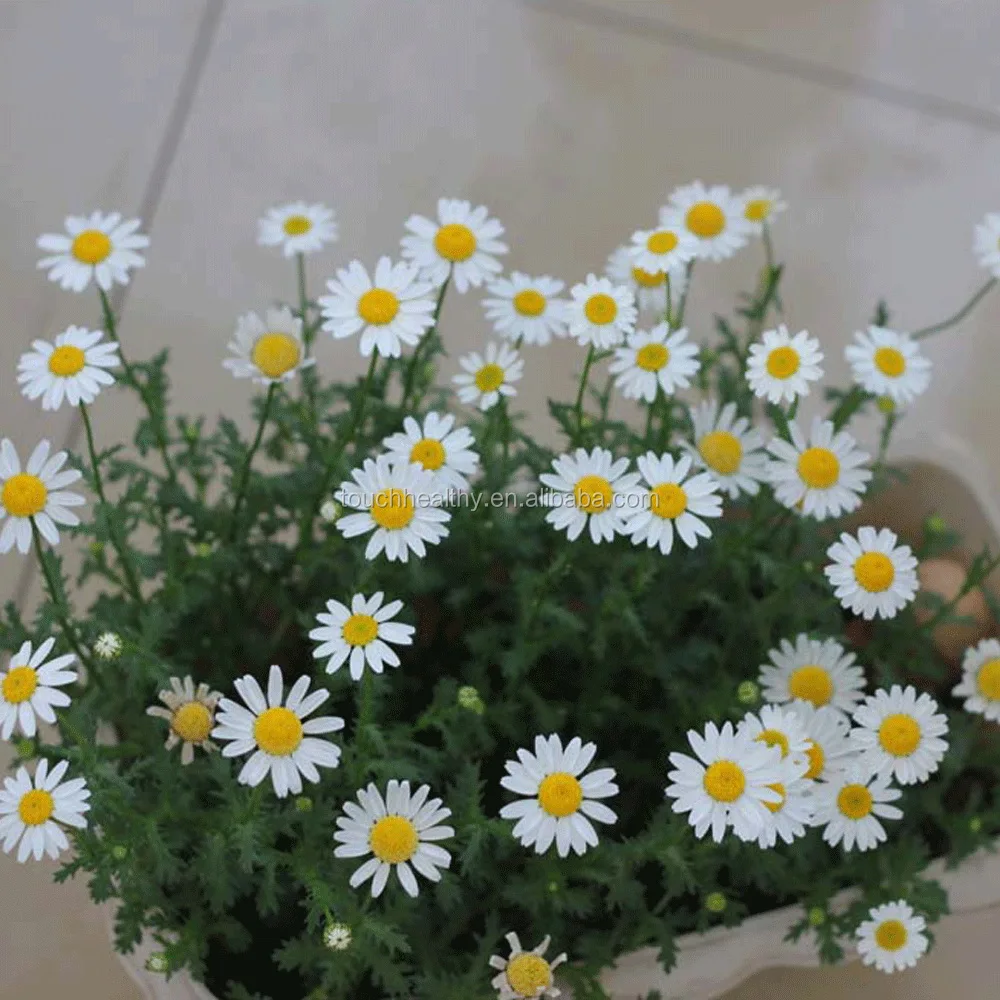 2021 Chrysanthemum paludosum seeds,Leucanthemum paludosum seeds 100gram/bags