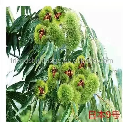 Мульти-сорта китайский каштан саженцы