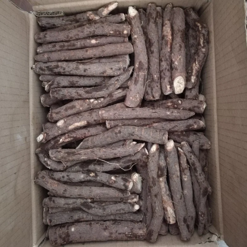 Устойчивые к холоду корни Paulownai Z07