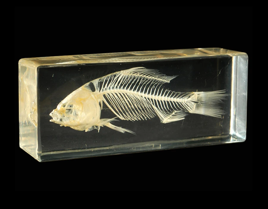 Рыба Скелет смолы образец акриловый пресс-папье Хрустальное стекло пресс-папье