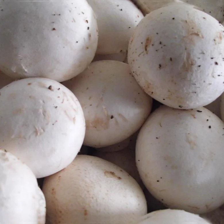 
Chinese manufacturer directly preserved white mushroom in barrel 