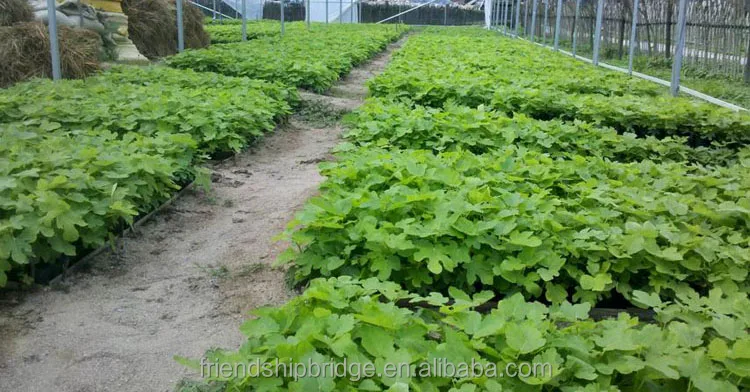 
Nursery Fruit Seedlings - Ficus Carica Linn Fig Trees 