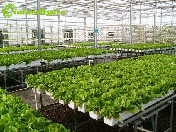 
Vertical hydroponics nft pvc pipe nft channel hydroponic gully system for lettuce 