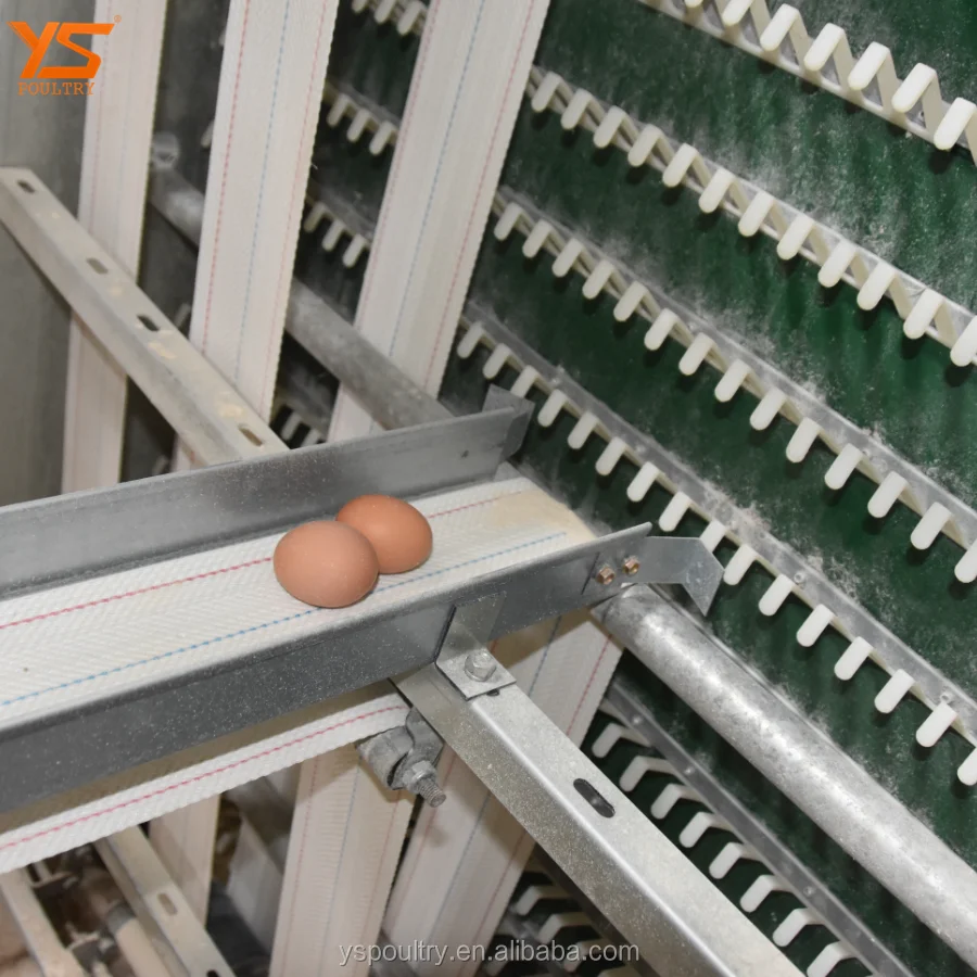 Low Price Fully Automatic Egg Collector for Poultry Cage