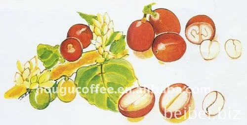 
freeze-dried coffee in bulk 