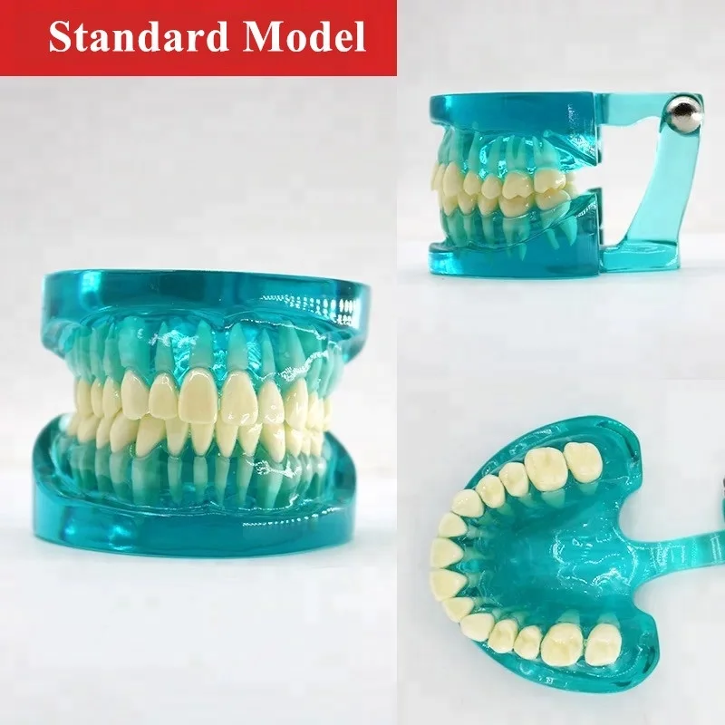 ALS Dental ceramic orthodontic Braces tooth model with Bracket