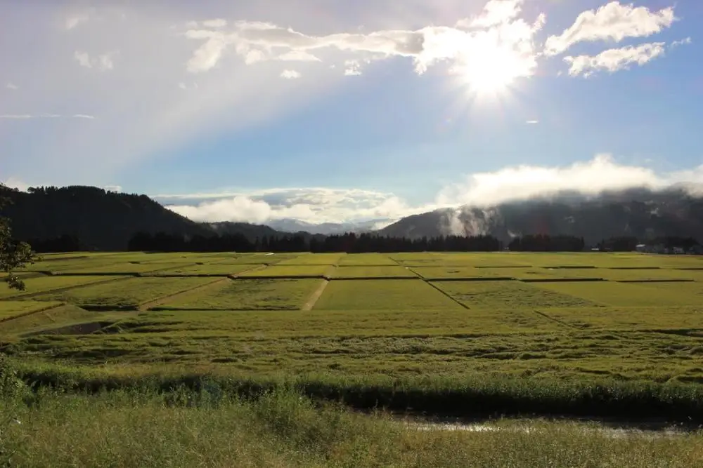 
Japanese high quality white rice brands price for wholesale 