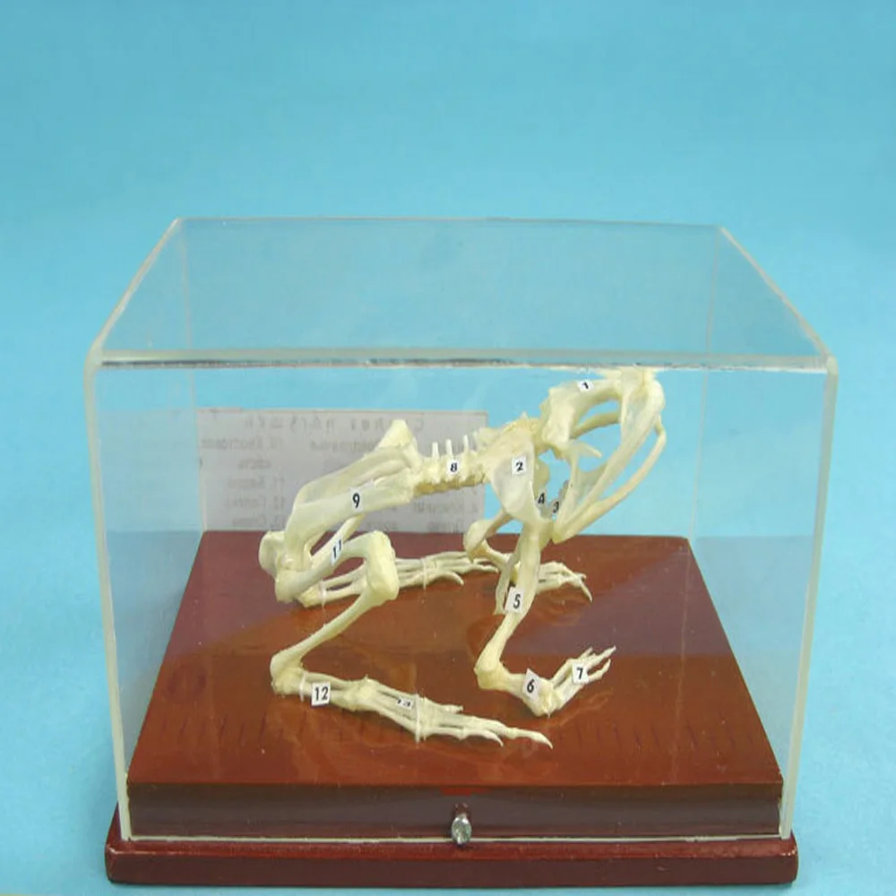 New High Quality Cheap Price Preserved Anatomical Frog Skeleton Model