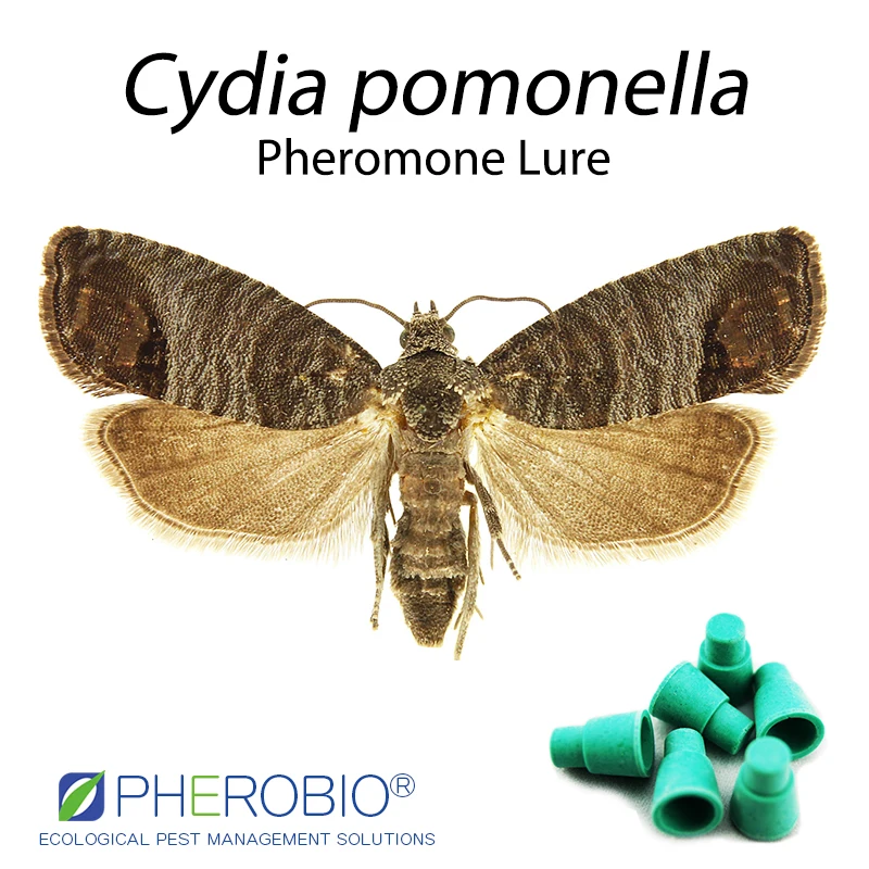  Приманка для феромона Codling Cydia pomonella