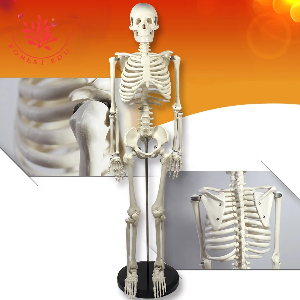 
Medical teaching model 85cm human anatomy skeleton 