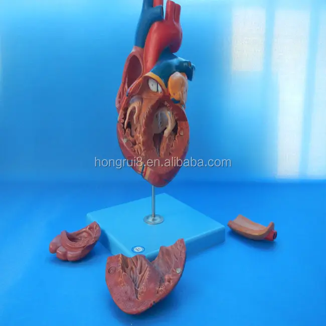 HOT SALE plastic Human adult anatomy heart model