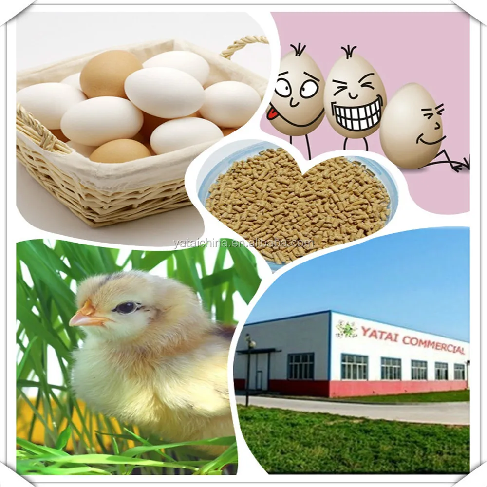 Poultry feeds chicken feeds bulk feeds