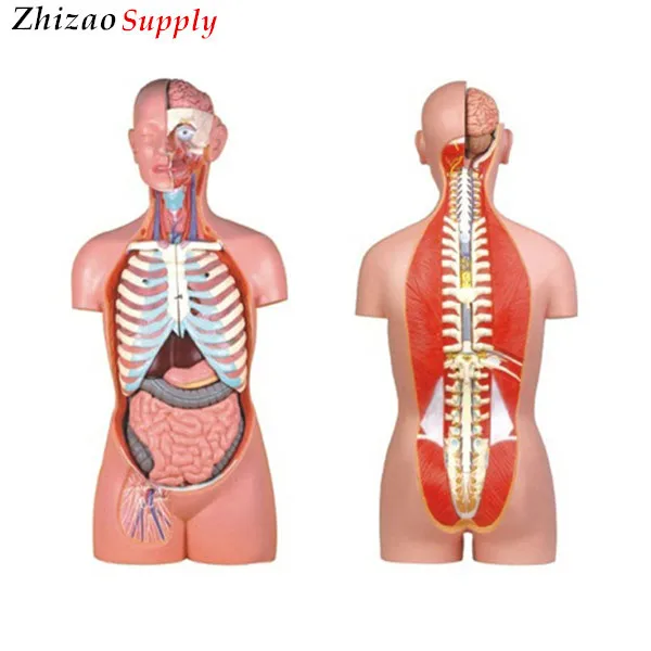 85cm human half body anatomy Sexless Torso model 17 parts for education