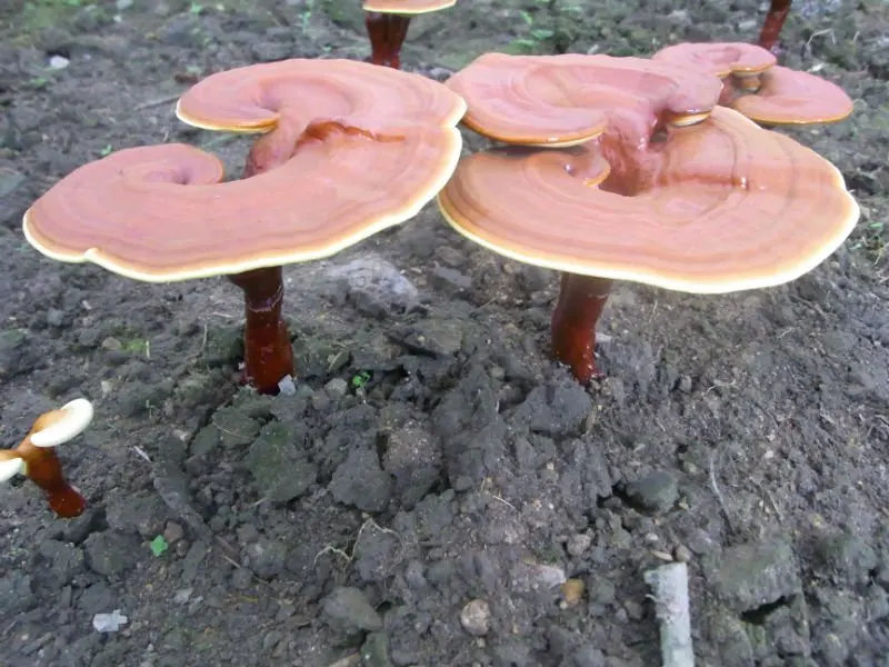 ganoderma lucidum powder,ganoderma lucidum extract;reishi mushroom tea