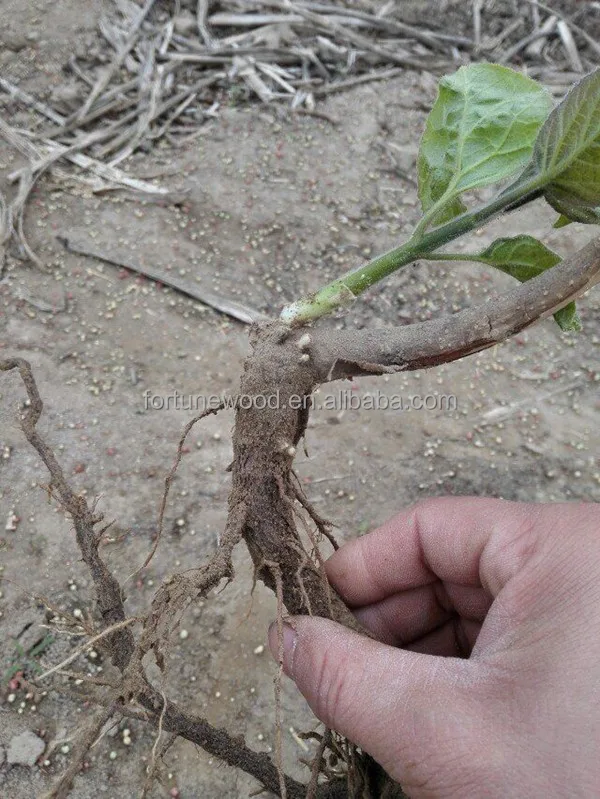 
Paulownia Tomentosa Seedlings Saplings and root cuttings 