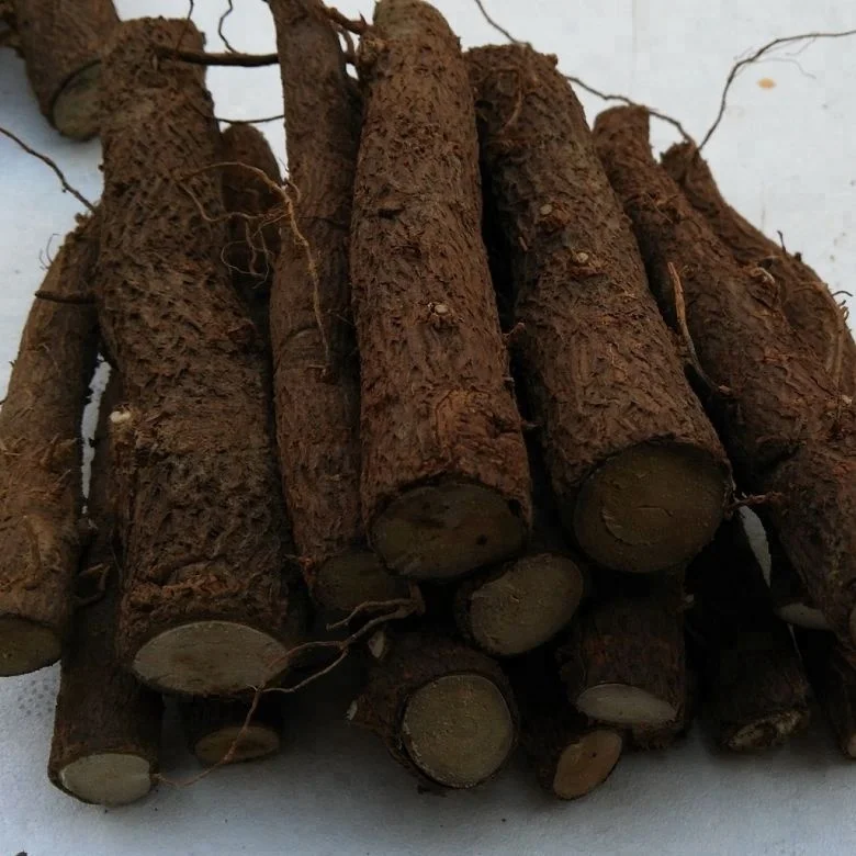 chinese high quality cold resistant fast growing paulownia tomentosa rootstock