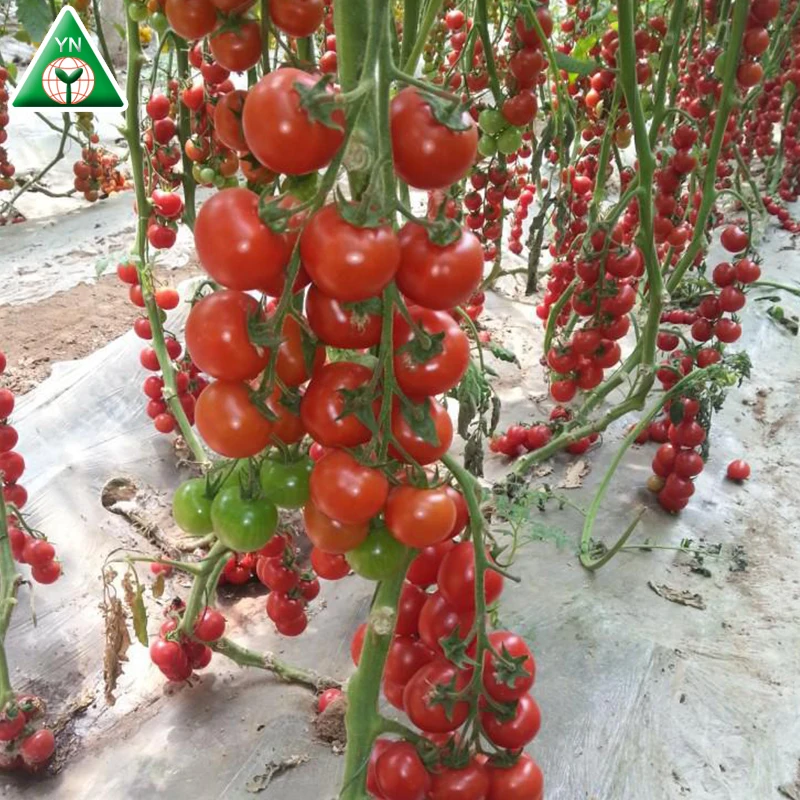 Семена томатов MEIDUO NO.1 F1 с большими красными фруктами