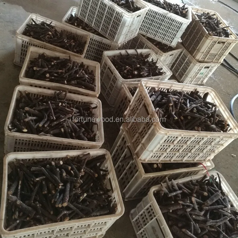 
Paulownia elongata rootstock certificated 