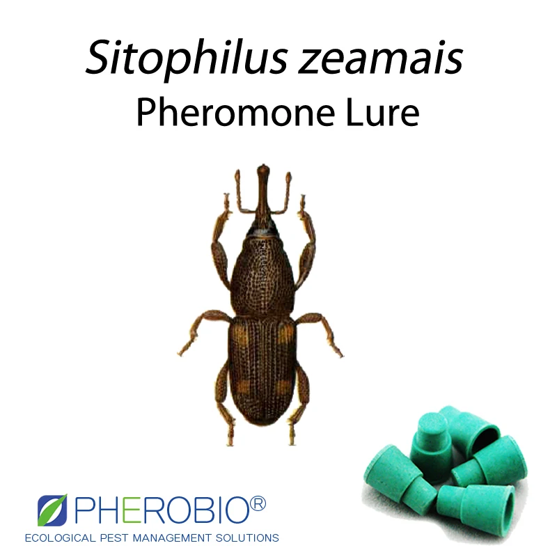 
Maize weevil Sitophilus zeamais pheromone lure pheromone trap 