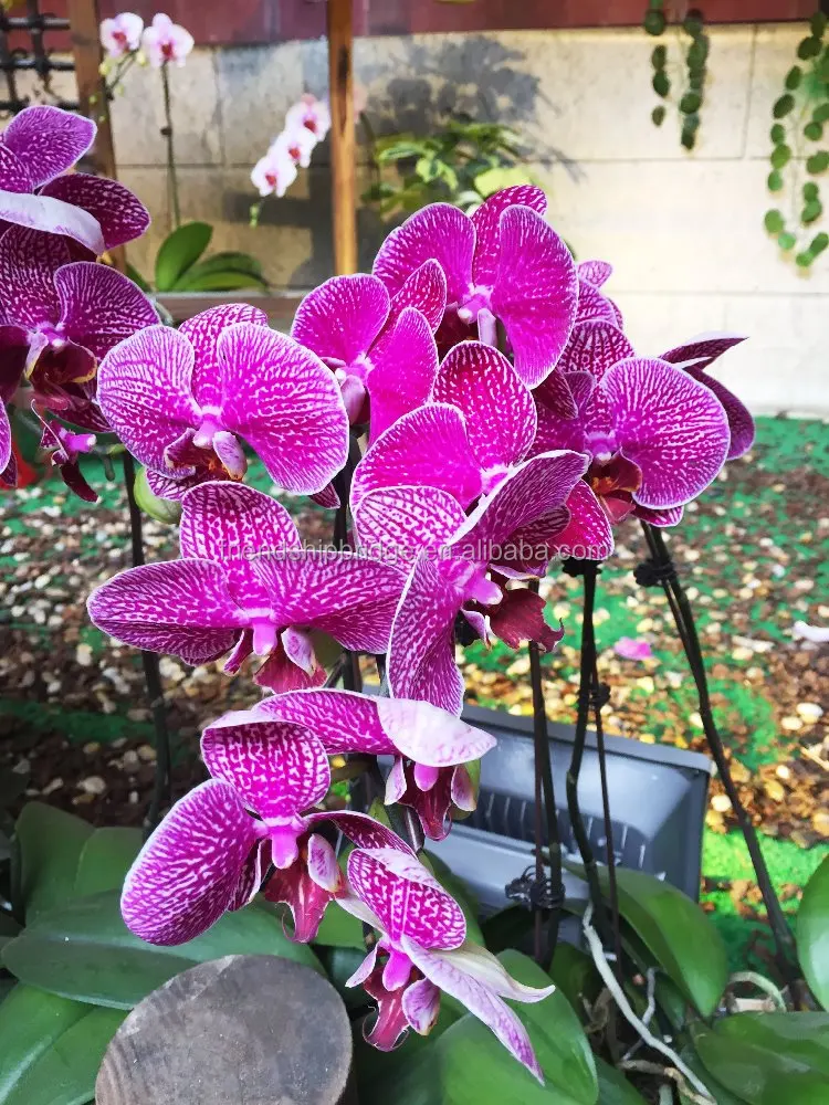 
Varieties of Orchid Phalaenopsis bonsai for sale 