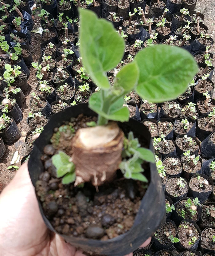 Paulownia kiri hybrid root 9501,shantong for timber