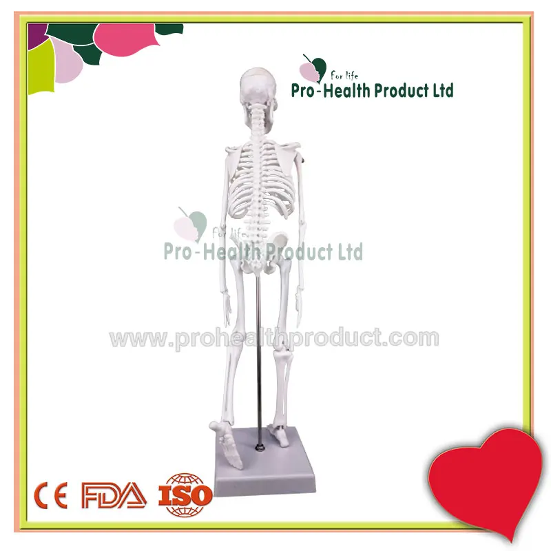 Manikin Medical Teaching Aids 45cm Human Mini Skeleton Model