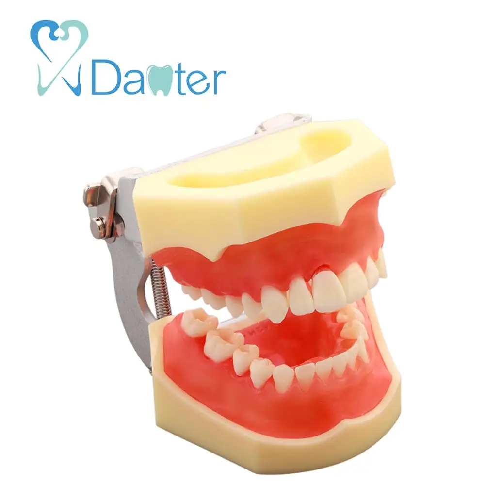 New Hot Sale Dental Periodontal Model with Removable Gingivae for Dental Practice