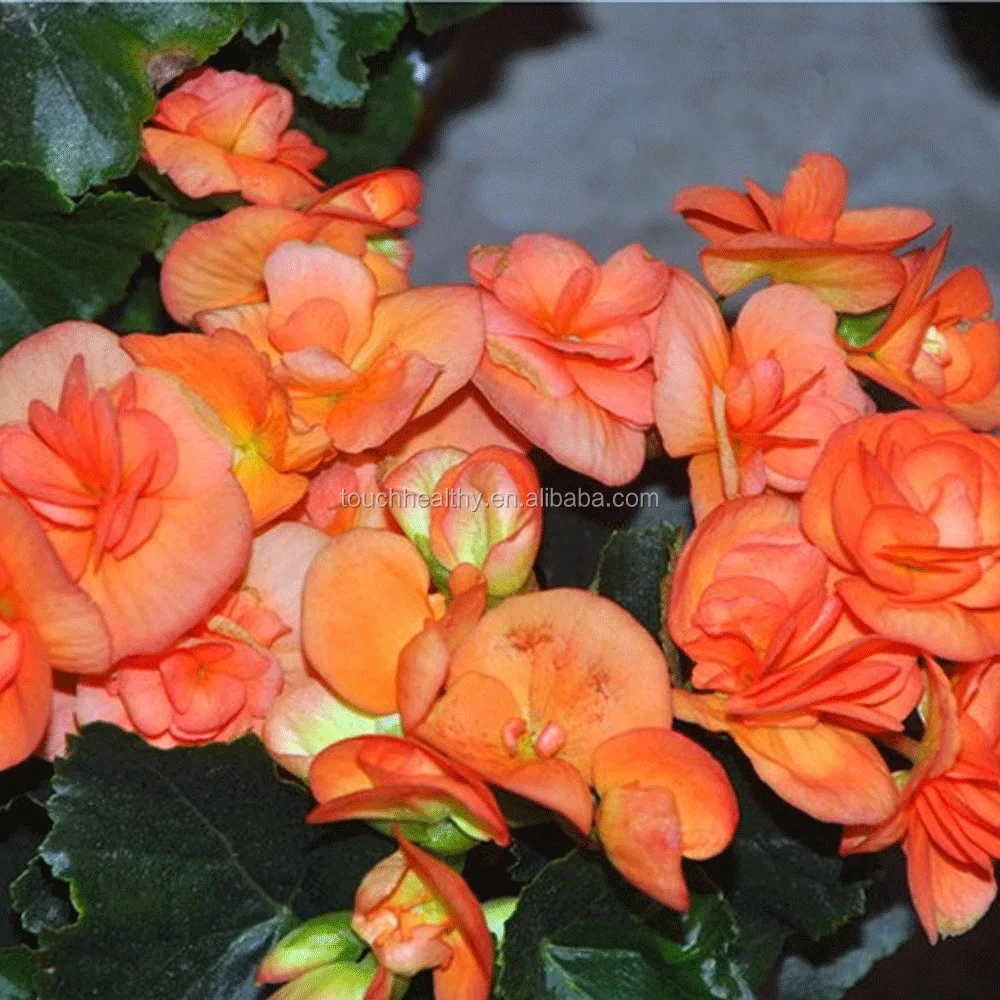 Поставка от Touchhealthy, семена темно-красной бегонии гибридной для посадки, 250 г/пакет