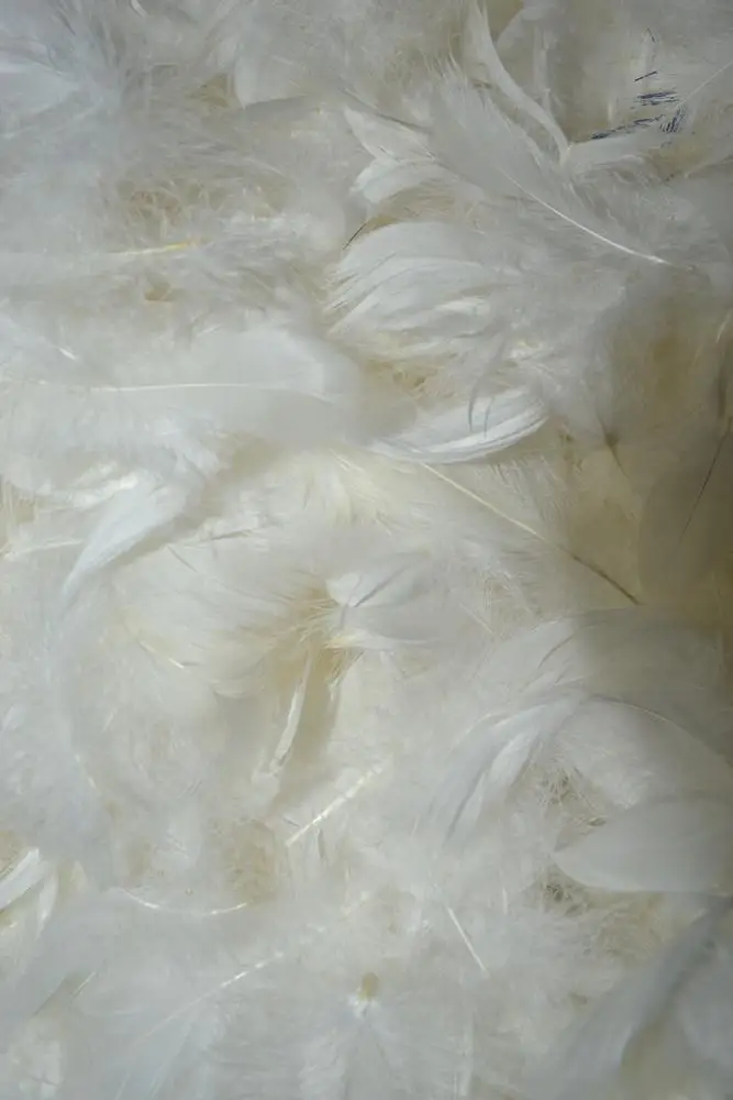 mattress quilt pillow filler clean white washed goose feather for sale