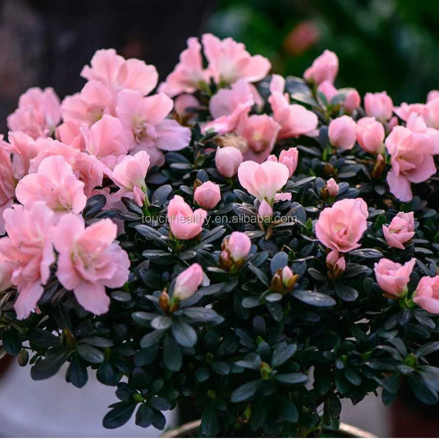 2021 Touchhealthy supply Belgian Azalea seeds for planting