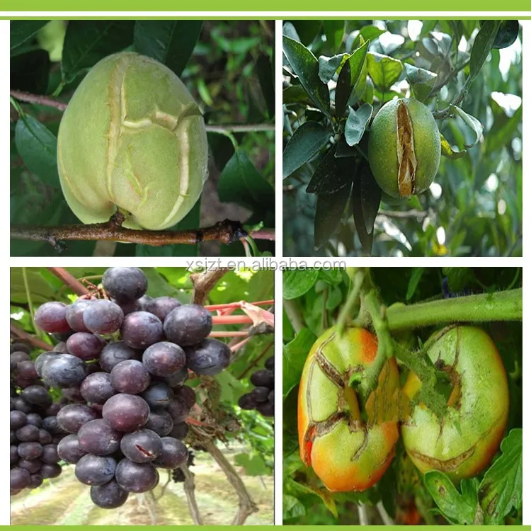 High Concentration water soluble high effective Bacillus subtilis