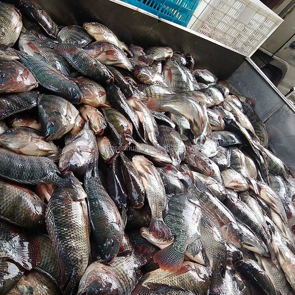 top quality frozen tilapia fish of frozen fish