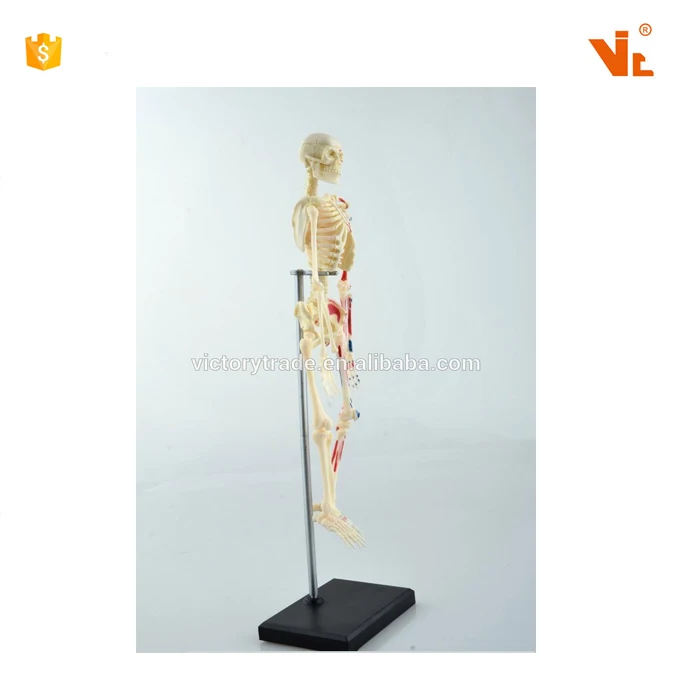 V-HM01 4D MASTER Artificial Human body bone skeleton structure anatomy model