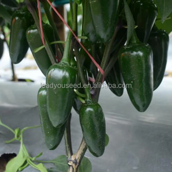 JP10 зеленые гибридные семена Чили в форме пули, семена Чили