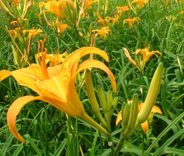 High Germination Rate Hemerocallis citrina Baroni Seeds, Day lily Seeds for growing