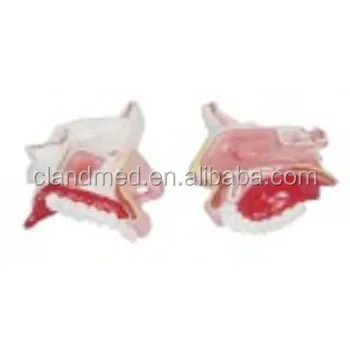 Human Medical Kidney Anatomy Model of Nasal Cavity 1 Part