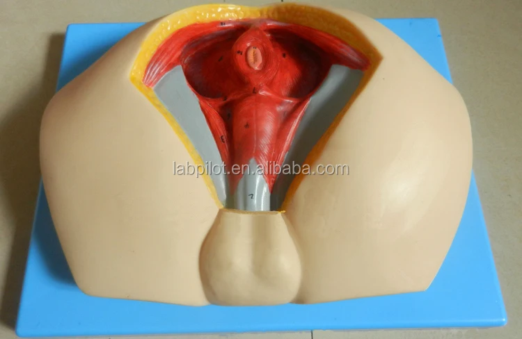 Advanced Male Perineal Muscles,Nerves and Vessels Model,Perineunm Model
