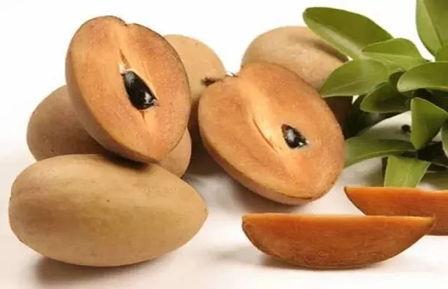 Саженцы ачира zapota
