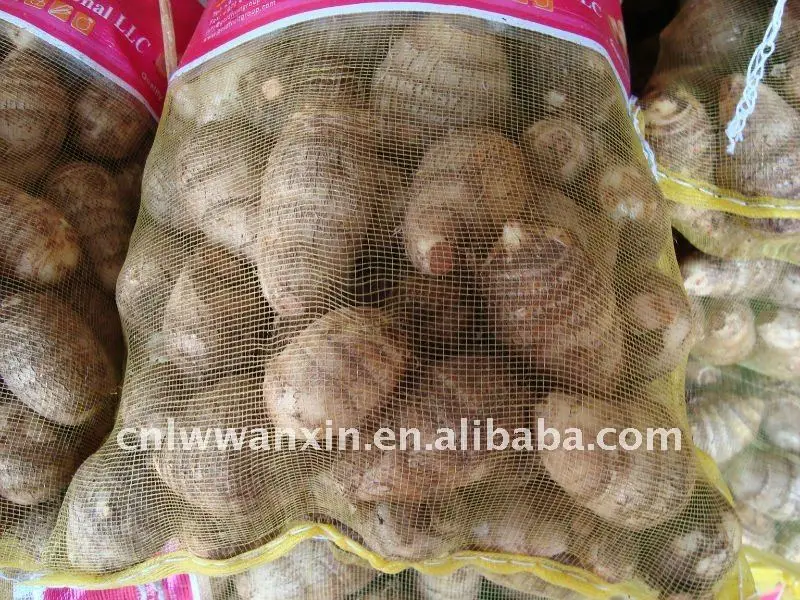 
30-50G fresh taro seed in China 