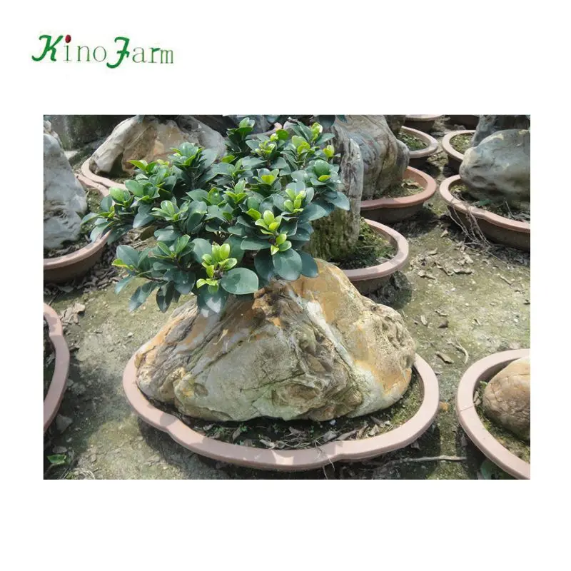 Бонсай Фикус микро карпа