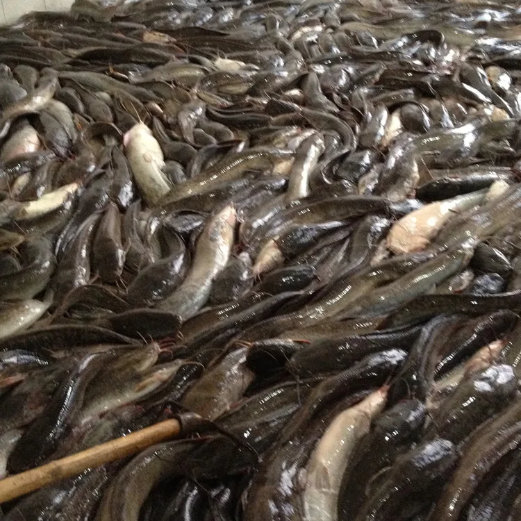 
catfish frozen fish exporting factory 