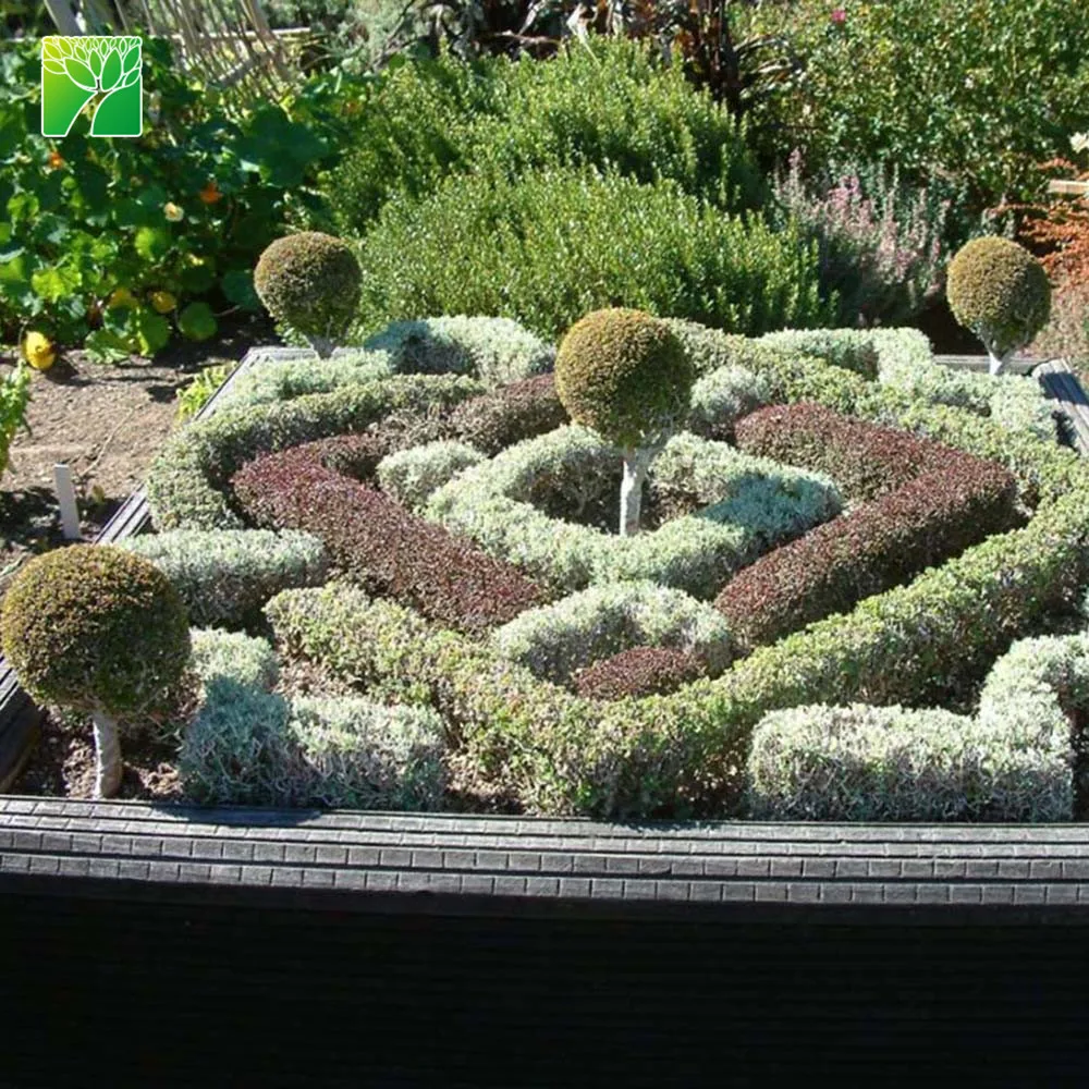 
Wholesale 2.5-5m max height rounded shrub plant shape Myrtus communis Common myrtle 